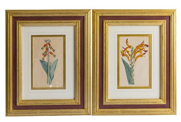 T Curtis After Sydenham Edward Botanical Prints (1 of 9)