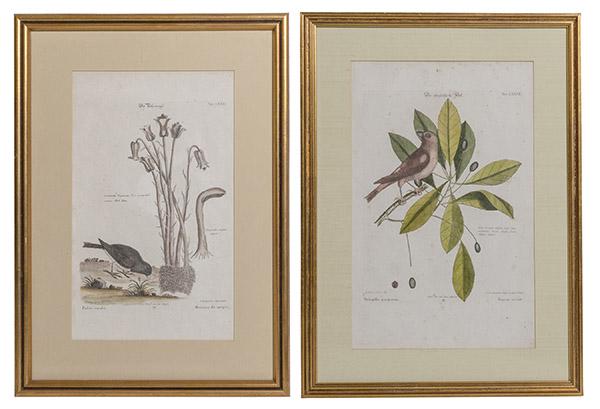 Two botanical prints with birds (1 of 9)
