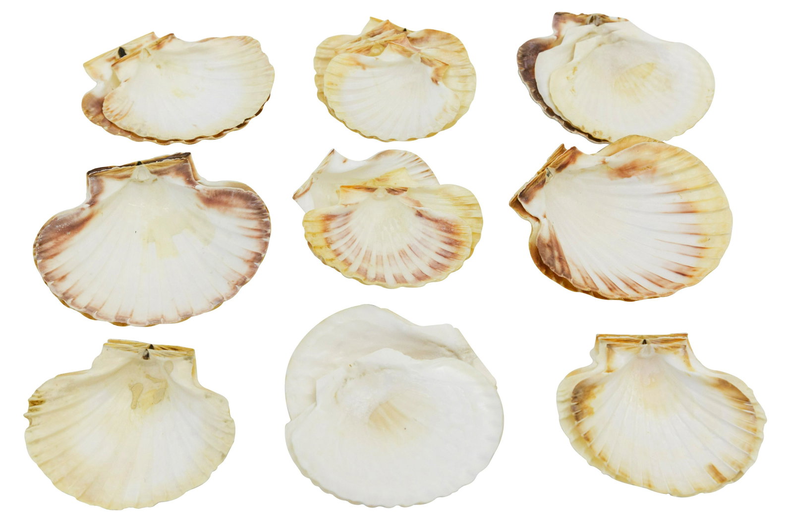 Unusual Shell Dishes: Set of twenty four shell dishes probability oyster dishes. 6 1/2w x 5 1/2d x 1 1/2h