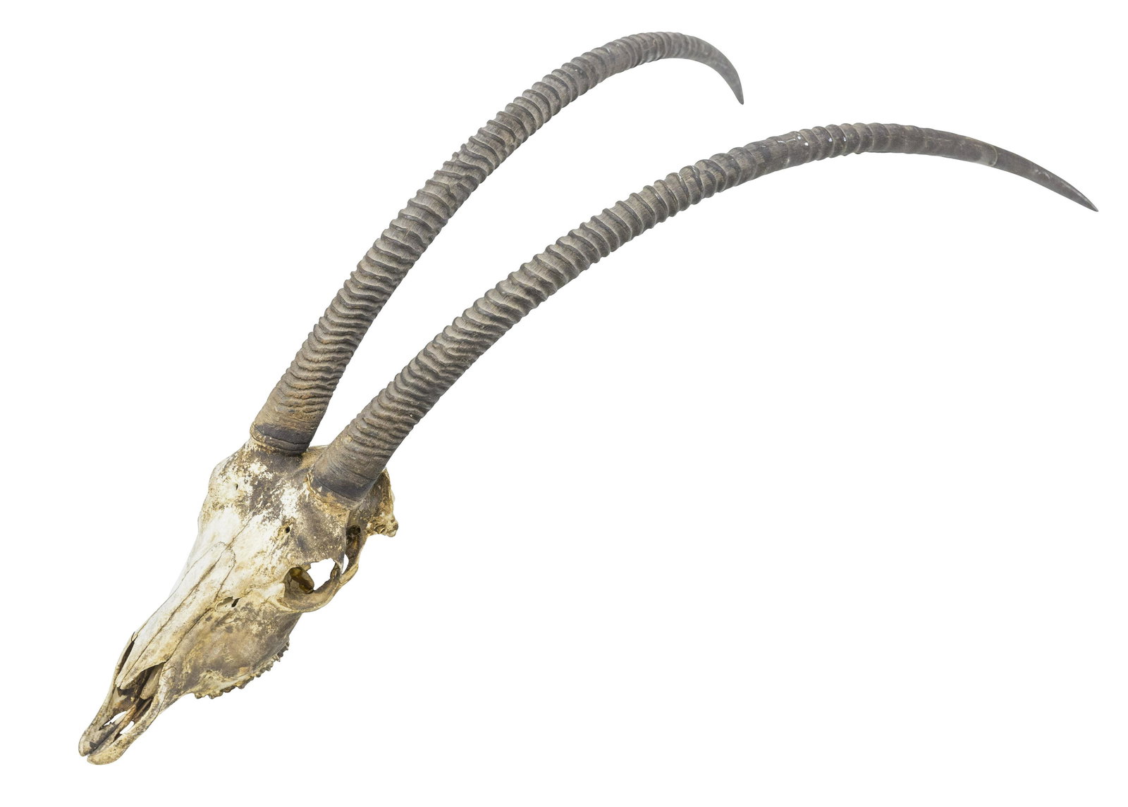 Scimitar Oryx Skull Mount with Antlers (1 of 7)