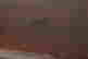 item-130086216=10