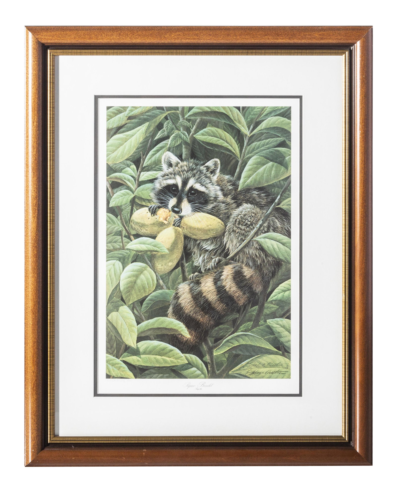John A. Ruthven (1924-2020) Artist Proof (Cincinnati): Artist proof on paper, "Papaw Bandit, Procyon Lotor", signed in pencil lower left, artist proof 11/50 lower left. Image size-19.5 x 13, frame-29.25 x 22.625