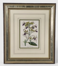 Louis van Houtte "Salvia Candelabrum" Print