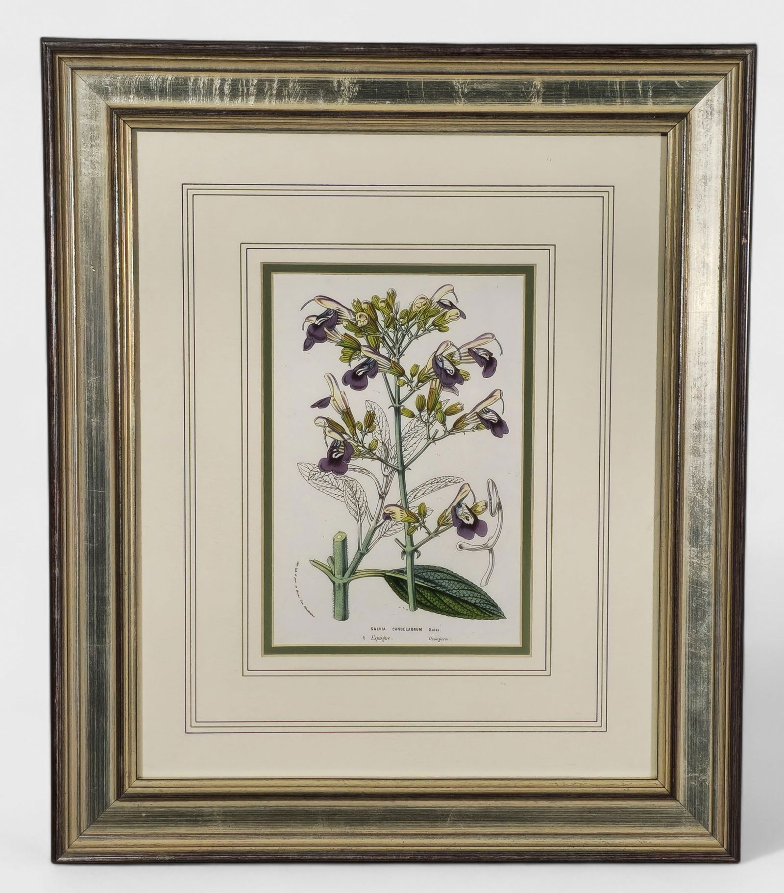 Louis van Houtte "Salvia Candelabrum" Print (1 of 9)