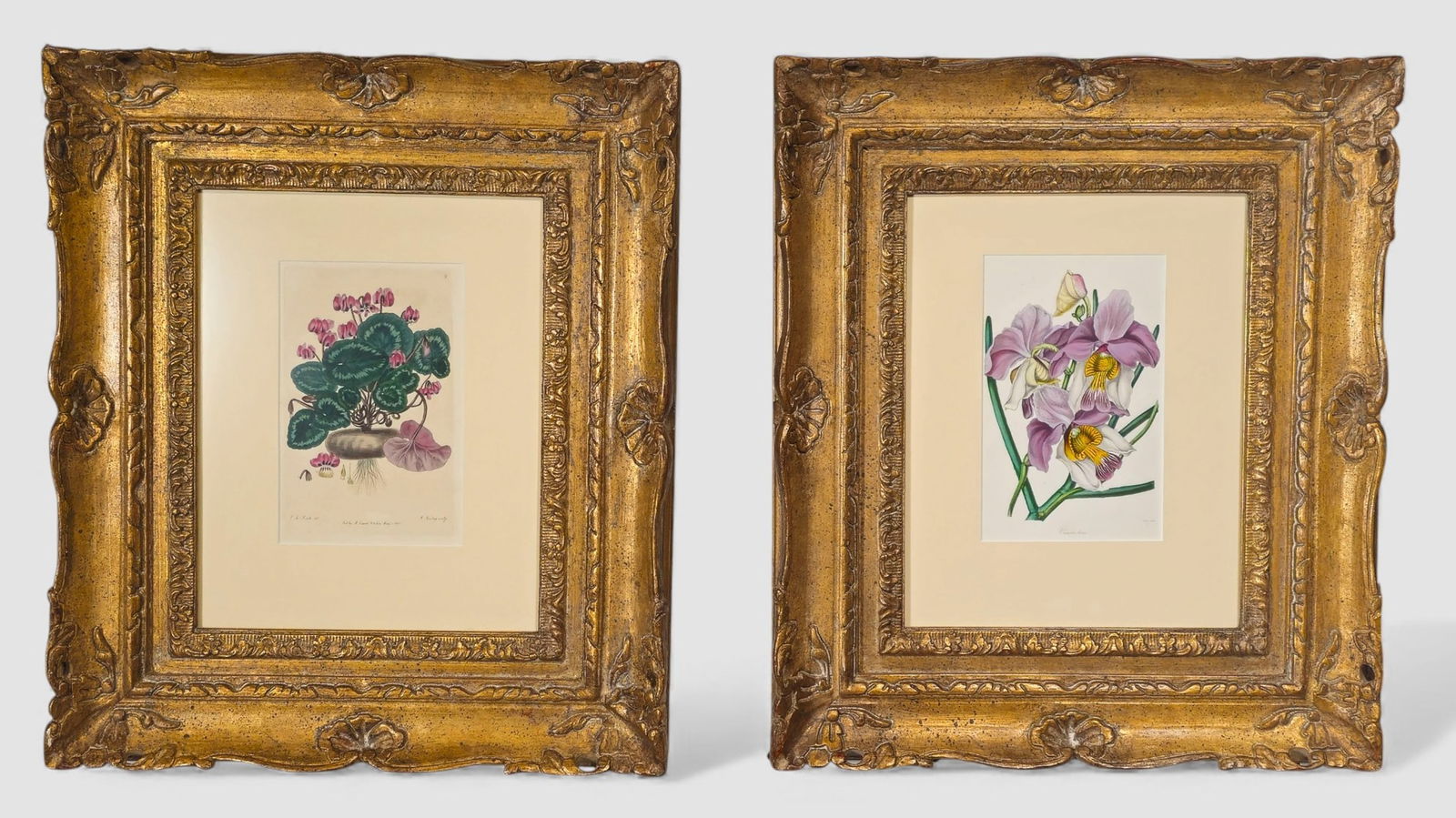 Botanical Prints From British Flower Garden Book (1 of 15)