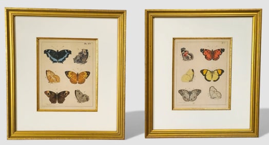 Moses Harnes Coloured Butterfly Engravings