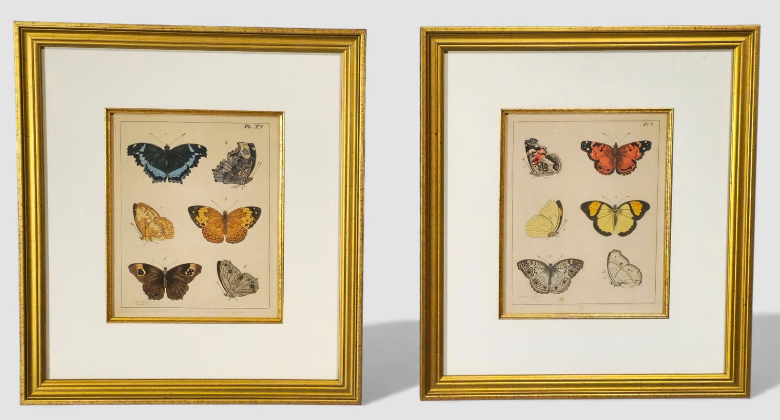 Moses Harnes Coloured Butterfly Engravings (1 of 9)