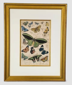 James Mayson Hand Coloured Butterfly Engraving