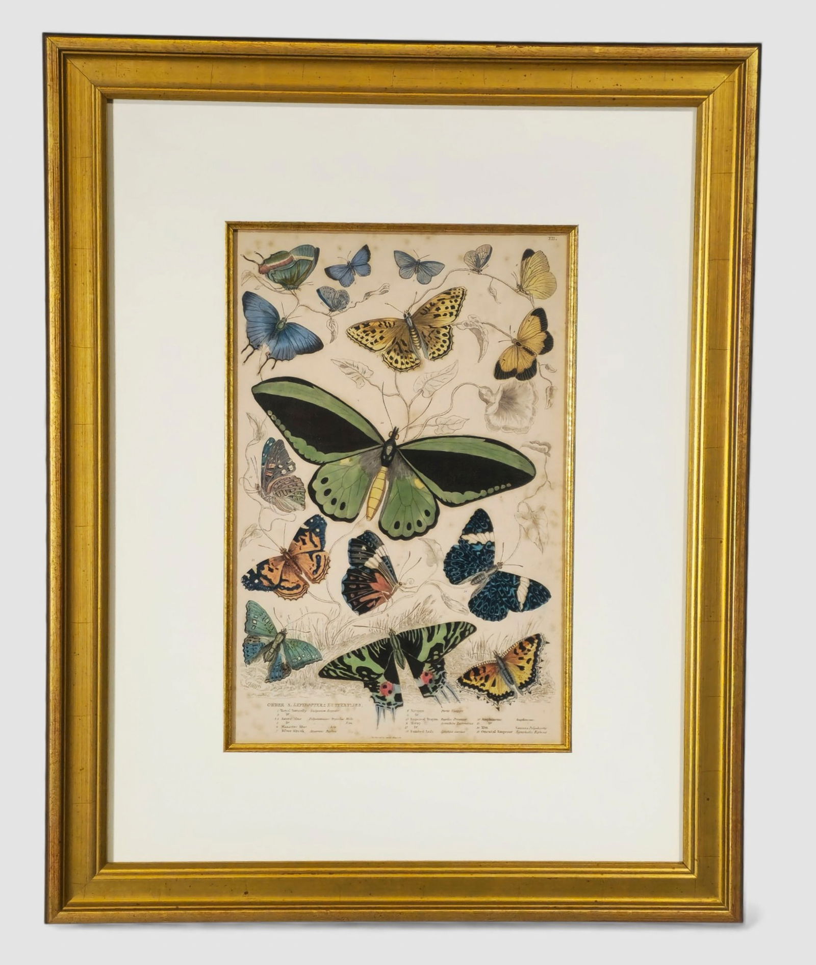 James Mayson Hand Coloured Butterfly Engraving: James Mayson 19th Century Hand Coloured Butterfly Engraving, Circa 1860. Butterfly Engraving. Plate XII. Image size - 12 3/4 x 8 1/4. Frame size - 21 3/4 x 17 1/4
