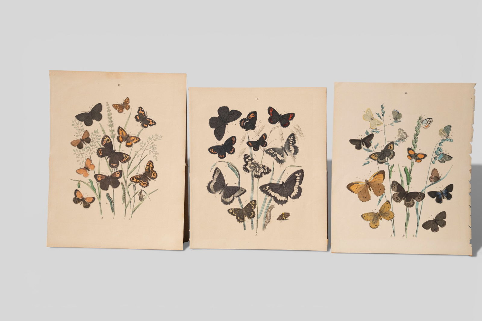 Assembled Etching & Colored Engravings - 2