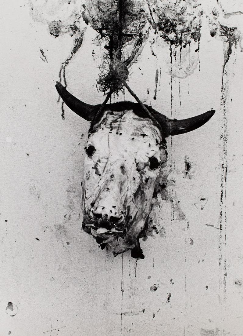 Eustachy Kossakowski 1925 - 2001) Bull's head],: Eustachy Kossakowski 1925 - 2001) Bull's head], gelatin-silver print, vintage print/baryta paper, 60 x 51 cm - In addition to the hammer price, the successful bidder agrees to pay us a buyer's premium