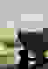 item-99779897=3