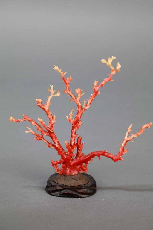 Natural Coral Branches With Wood Base: Natural coral branches with wood base Condition: Available Upon Request Dimension: 7 1/2"L x 6 1/2H