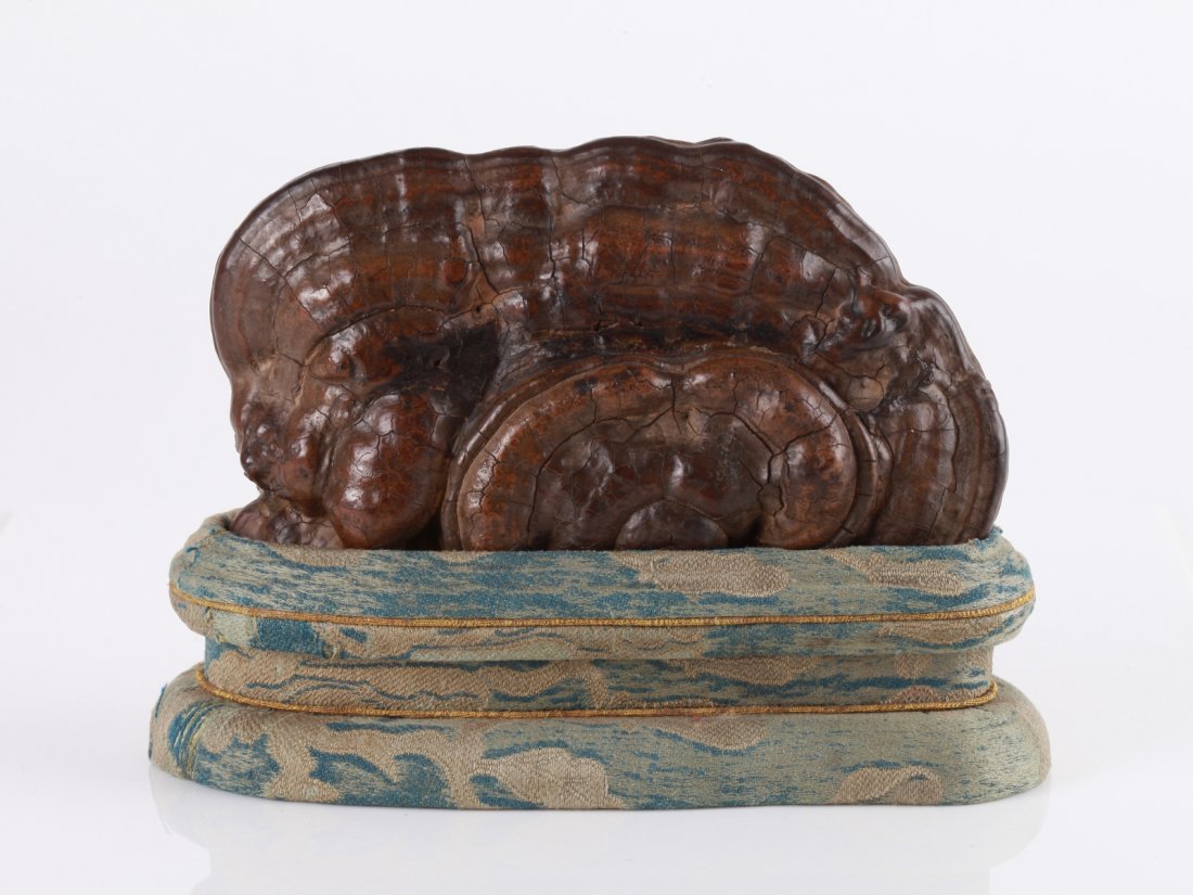 17/18th Chinese Nature Ling Zhi with Original Base: 17/18th C. Chinese Nature Ling Zhi with Original Base Dimension: 4 1/4"H x 6"W