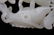 Qing Dynasty White Jade Carved Double Fish Pendant - 4