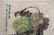 Chinese Painting of Su Bao Zhen - 2