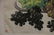 Chinese Painting of Su Bao Zhen - 3