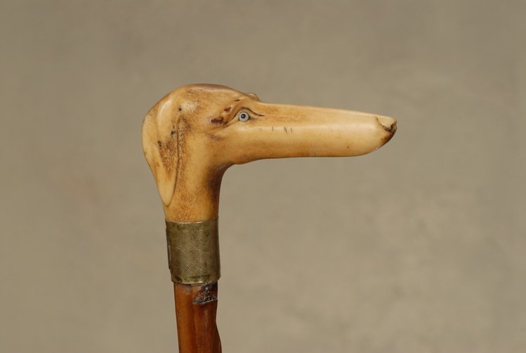 A very nice staghorn greyhound cane: A very nice staghorn greyhound cane. The “L” staghorn handle is 2” high and 4” to the side. It depicts a nicely fashioned head of a greyhound with white sulfide eyes and long floppy ears. The 