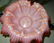 Victorian Bride's Basket - 2