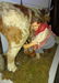 Bourden's Elsie the Cow - 3