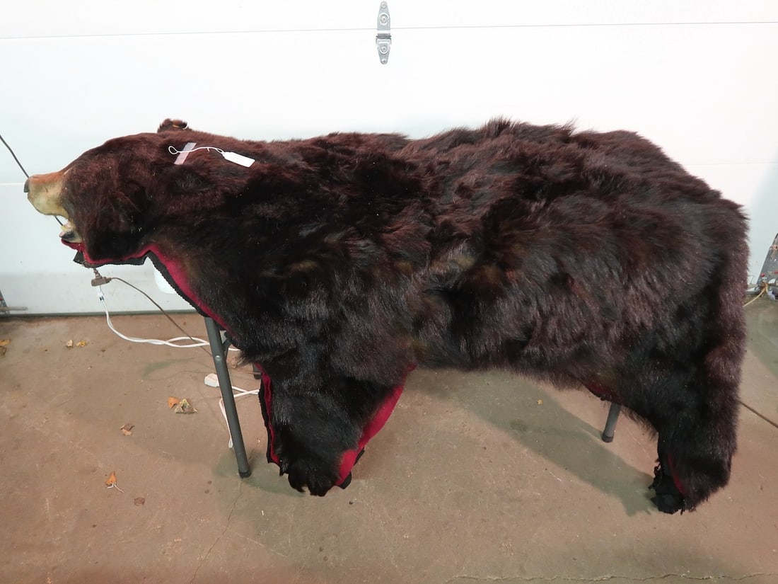 Large Bear Rug (1 of 5)