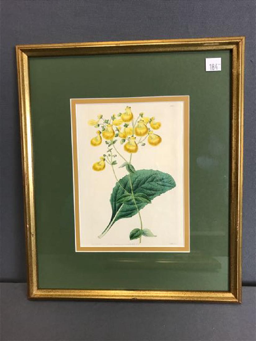 Raymond Booth、Rhododendron&#39;Cowslip&#39; Raymond Booth、Rhododendron'Cowslip' （Gardens Illustrated