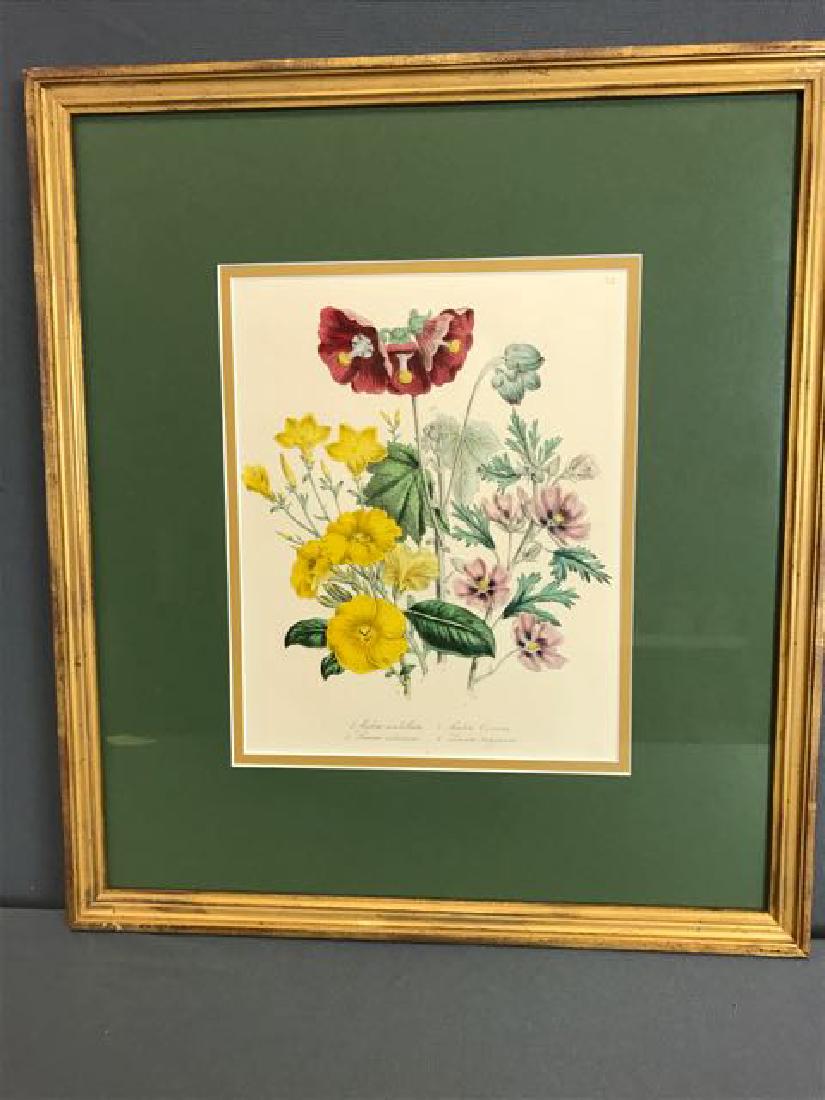 5 Framed Botanical Book Plates (1 of 5)