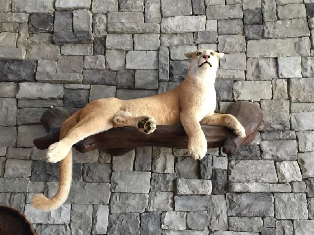 Mountain Lion Full Body Mount on Tree Branch: Mountain Lion (Puma Concolor) Full Body Mount on Tree Branch, Origin British Columbia, Taxidermy by Dave Keller (Benton, Pa.)