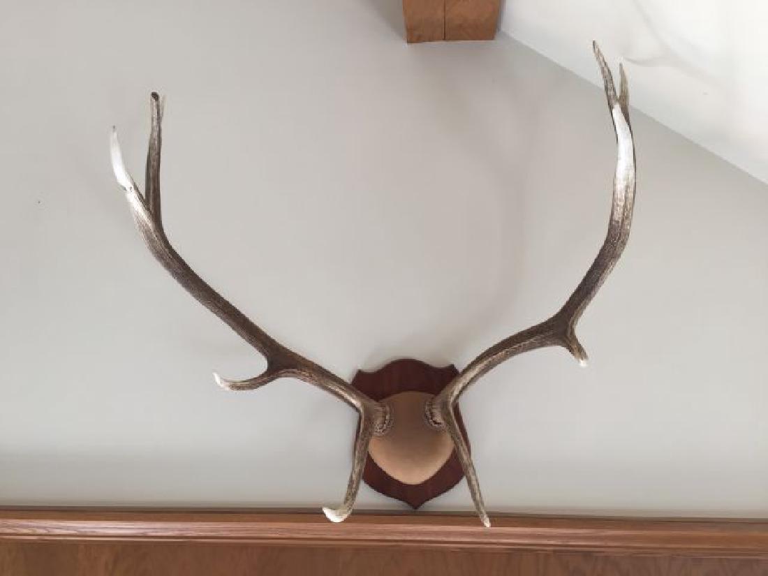 Elk Antlers: Elk Antlers, 5 x 5, approx. 47" spread, each approx. 41" long, origin Mongolia, 10/90