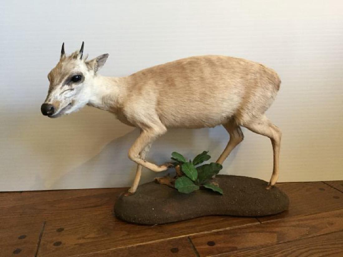 Dik Dik Full Body Mount on Base: Dik Dik Full Body Mount on Base, 15" tall x 22" long, Origin South Africa, 3/89, 1 ear as is