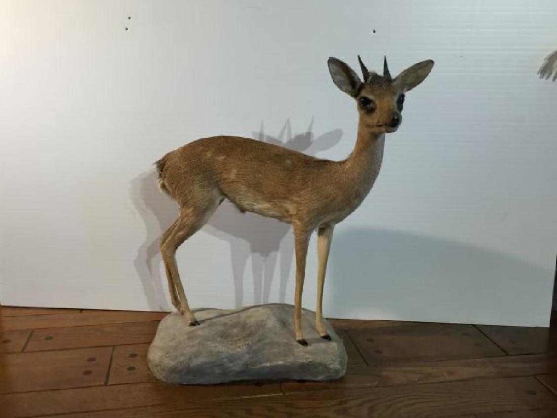 Kirkâ€™s Dik Dik Full Body Mount on Base: Kirkâ€™s Dik Dik Full Body Mount on Base, 23" tall x 24" long, origin Eastern Africa, 3/89