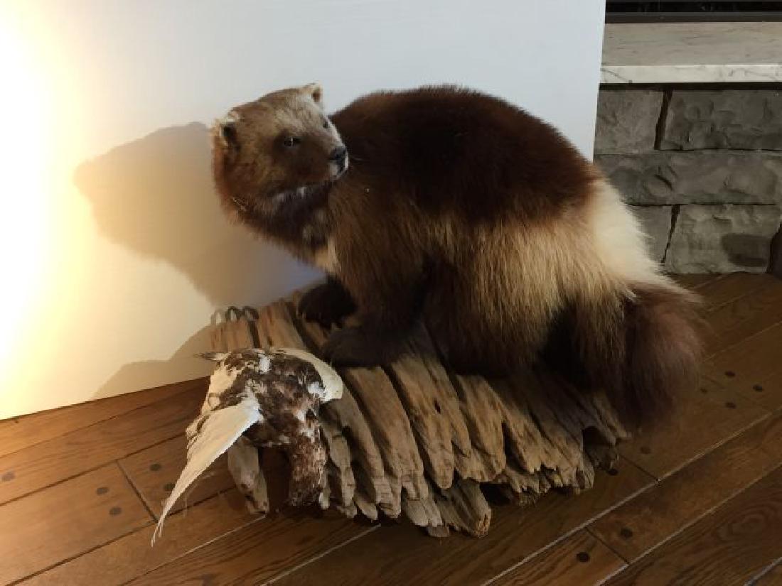 Wolverine and Bird Full Body Wall Mount: Wolverine (Gulo gulo) full body mount and Bird on Wood Base, 21" includes base x 23" includes base, origin Canada