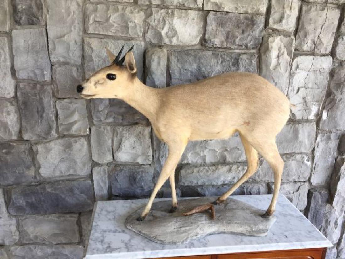 Duiker Full Body Mount on Base: Duiker (Sylvicapra grimmia),Full Body Mount on Base, 25" x 31", origin Africa, circa 1998