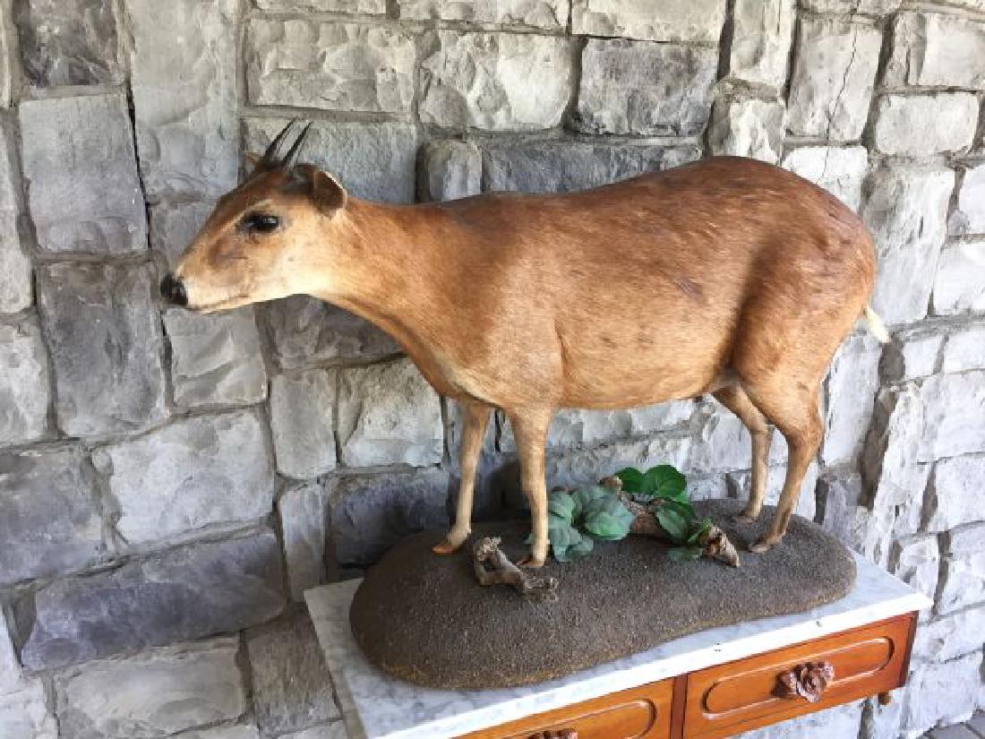Duiker Full Body Mount on Base: Duiker (Sylvicapra grimmia),Full Body Mount on Base, 26.5" x 39.5", origin Africa, circa 1998