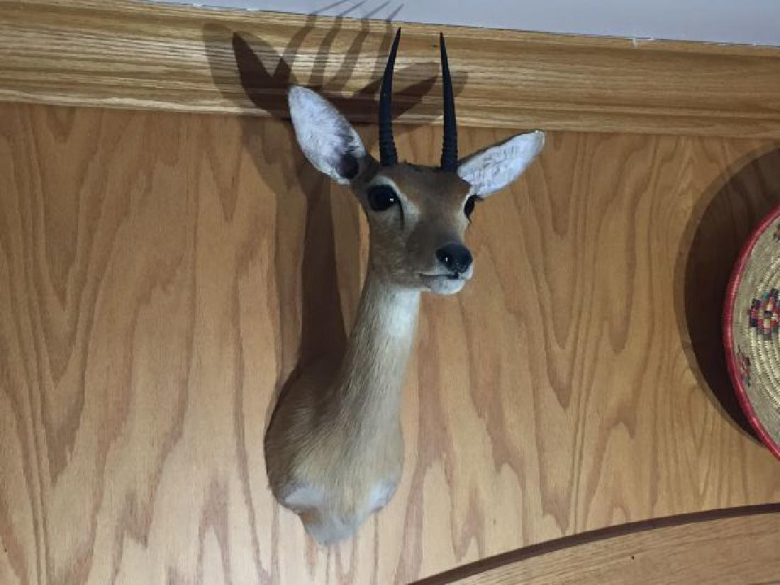 Duiker Wall Mount on Base: Duiker (Sylvicapra grimmia), Wall Mount on Base, origin Central African Republic, 1/88