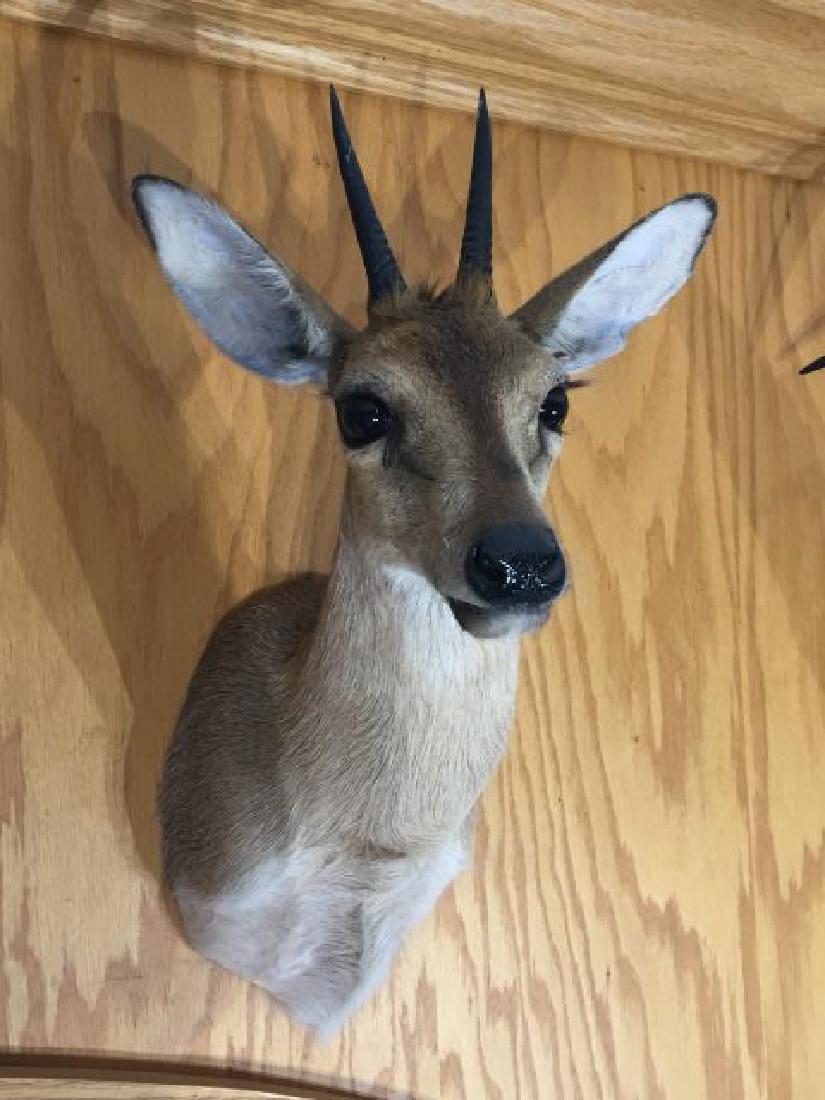 Duiker Wall Mount on Base: Duiker (Sylvicapra grimmia), Wall Mount on Base, origin Central African Republic, 1/88