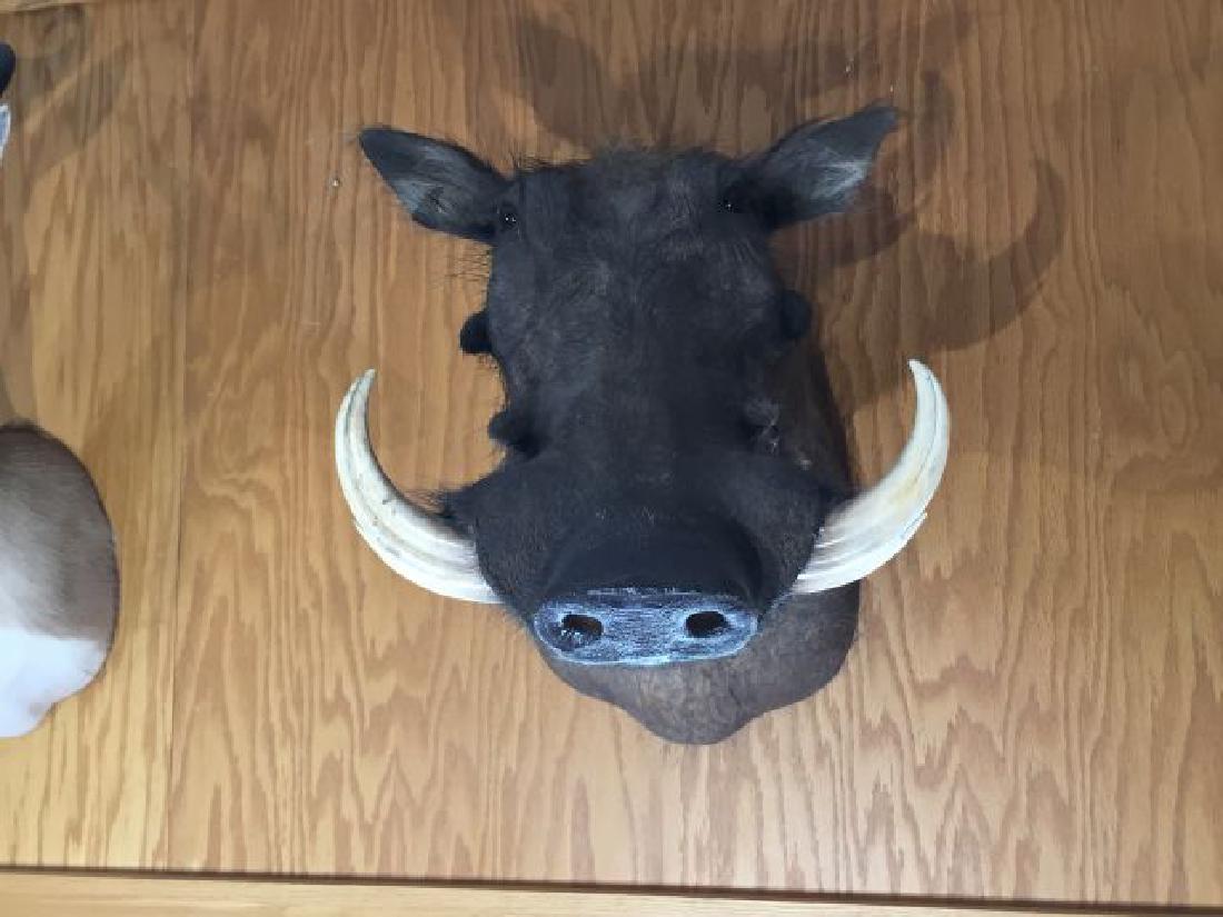 Wart Hog Shoulder Wall Mount: Wart Hog (Phacochoerus africanus) Shoulder Wall Mount, 11.5" from point to point, tusk size 8", origin Zimbabwe, 8/87