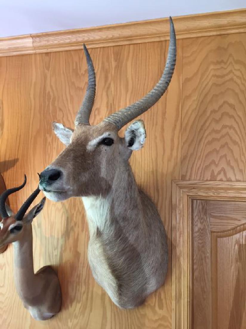 Water Buck Shoulder Wall Mount: Water Buck (Kobus ellipsiprymnus) Shoulder Mount, approx. horn length each 27.5", origin Zimbabwe, 8/87, taxidermy by Dick Laros
