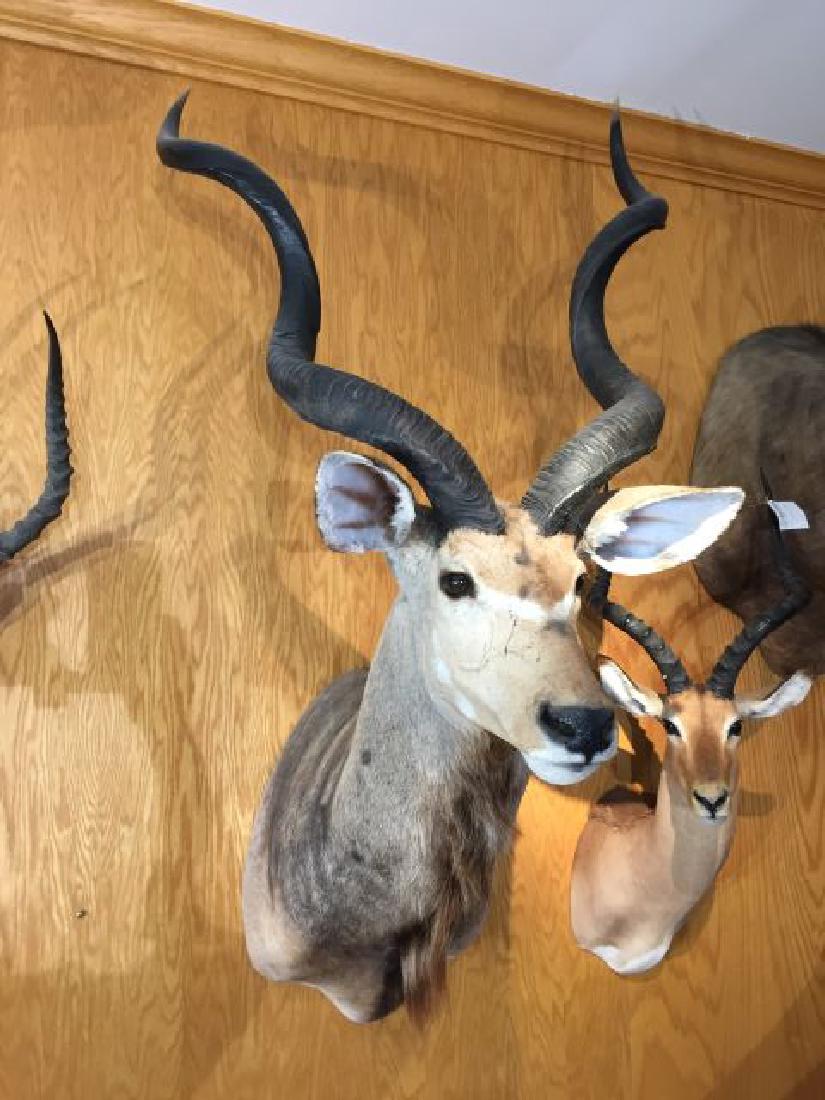 Kudu Shoulder Wall Mount: Kudu (Tragelaphus strepsiceros) Shoulder Wall Mount, approx. horn length each 41.5", origin South Africa, 8/87