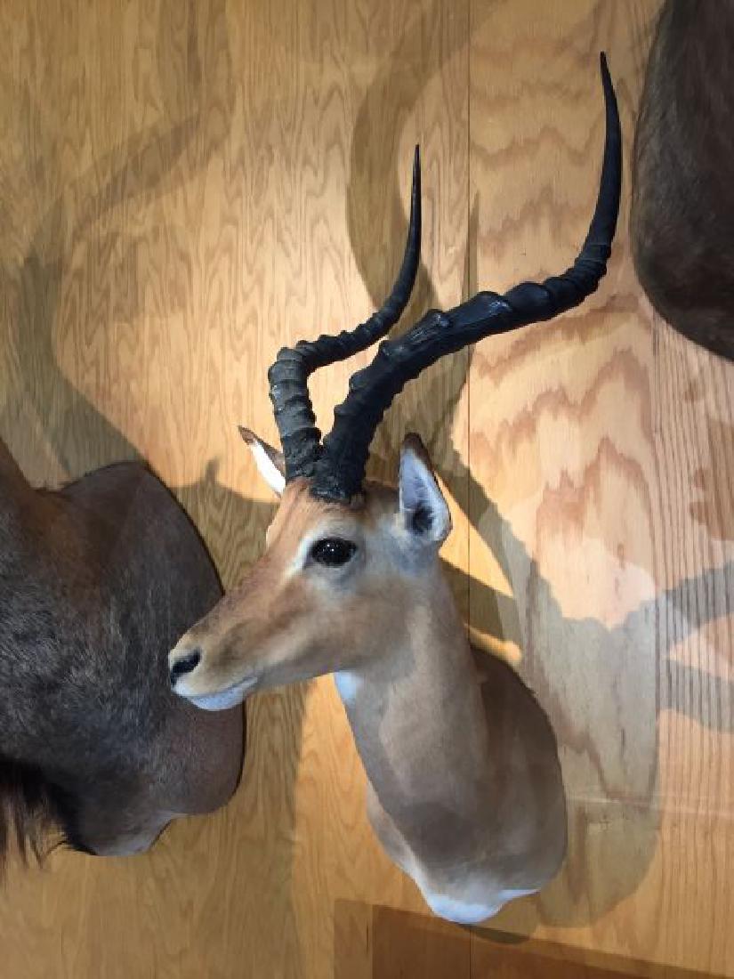 Impala Shoulder Wall Mount: Impala (Aepyceros melampus), Shoulder Wall Mount, approx. horn length 20.25", origin Africa, 8/87