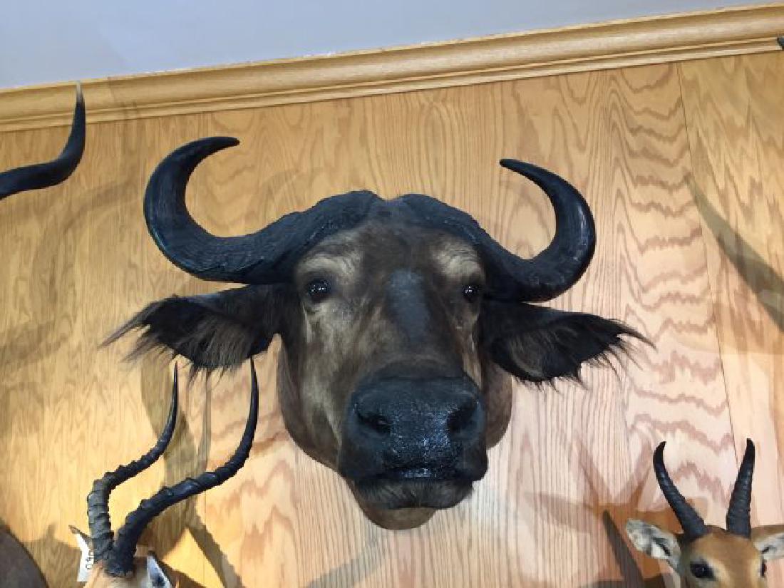 Nile Buffalo Shoulder Wall Mount: Nile Buffalo (Syncerus caffer), Shoulder Wall Mount, 23.5" spread, approx. horn length each 23", origin Central Africa Republic, 8/87