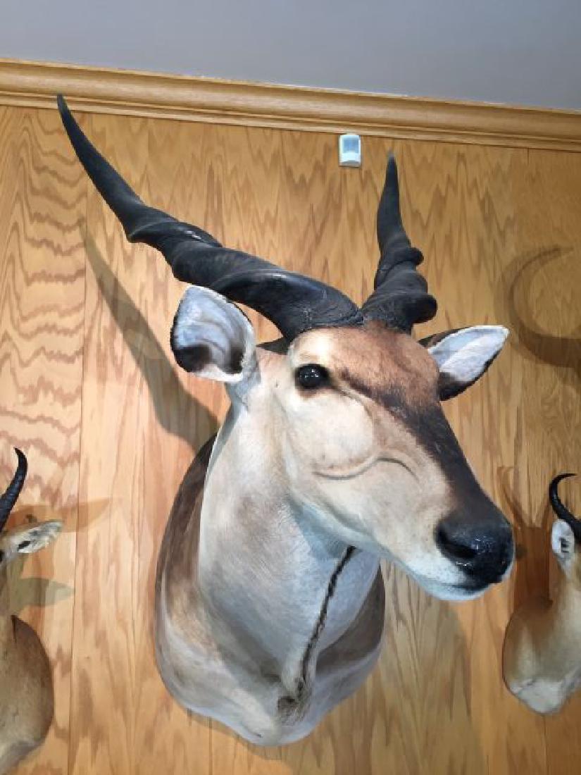 Lord Derby Eland Shoulder Wall Mount: Lord Derby Eland (Taurotragus derbianus), Shoulder Wall Mount, approx. horn length each 34.25", origin Central African Republic, 4/88