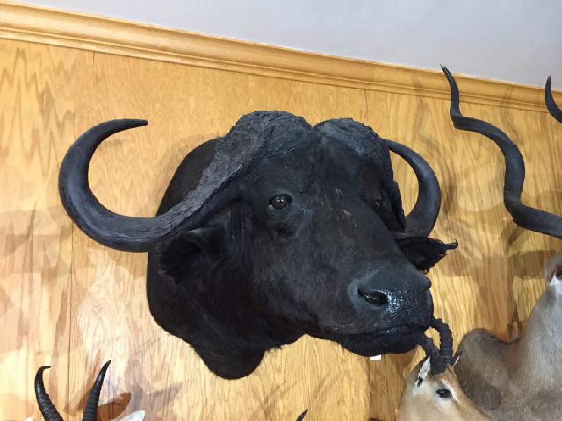 Cape Buffalo Shoulder Wall Mount: Cape Buffalo (Cape buffalo or southern savanna buffalo), Shoulder Wall Mount, spread 35", approx. horn length each 34", origin Central African Republic, 3/88