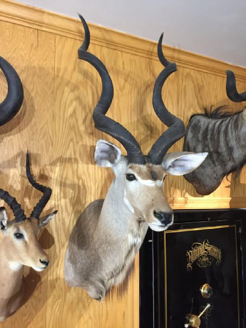 Kudu Shoulder Wall Mount: Kudu (Tragelaphus strepsiceros) Shoulder Wall Mount, approx. horn length each 41", origin South Africa, 8/87