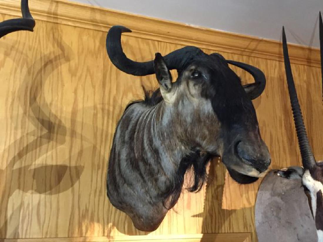Blue Wildebeest Shoulder Wall Mount: Blue Wildebeest (Connochaetes taurinus), Shoulder Wall Mount, aside spread 25", approx. horn length each 23.75", origin Zimbabwe, 8/87