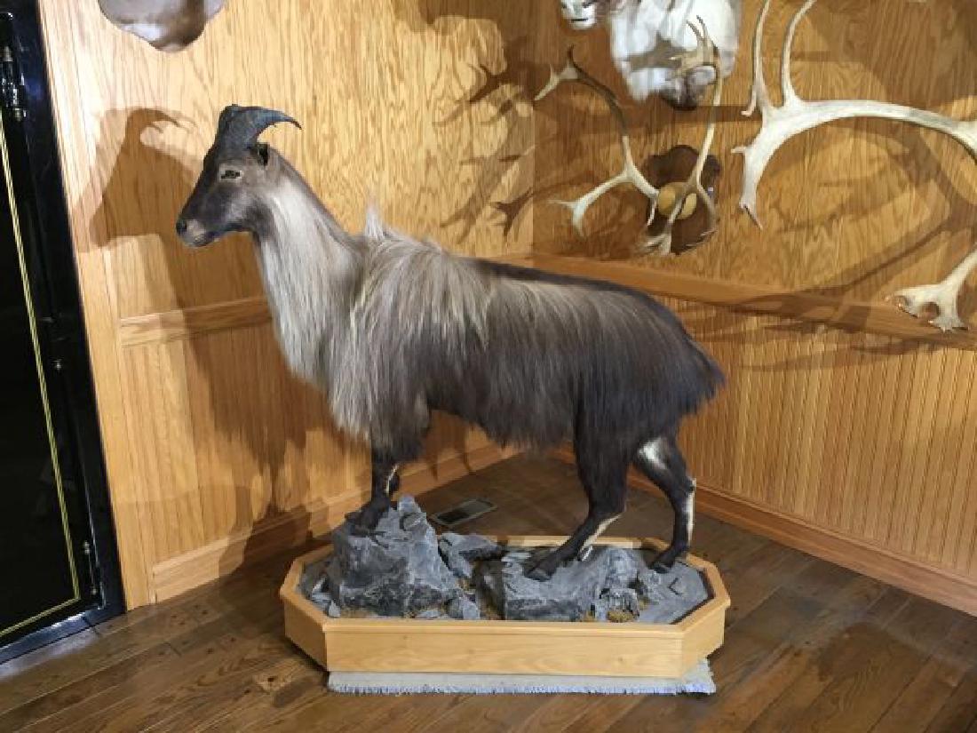 New Zealand Himalayan Tahr Full Mount on 2 Tier Ro: New Zealand Himalayan Tahr Himalayan (Hemitragus jemlahicus).Full Mount on 2 Tier Rock Formation, approx. horn length each 9.25", total approx. measurement including rock formation 61", Tahr measures