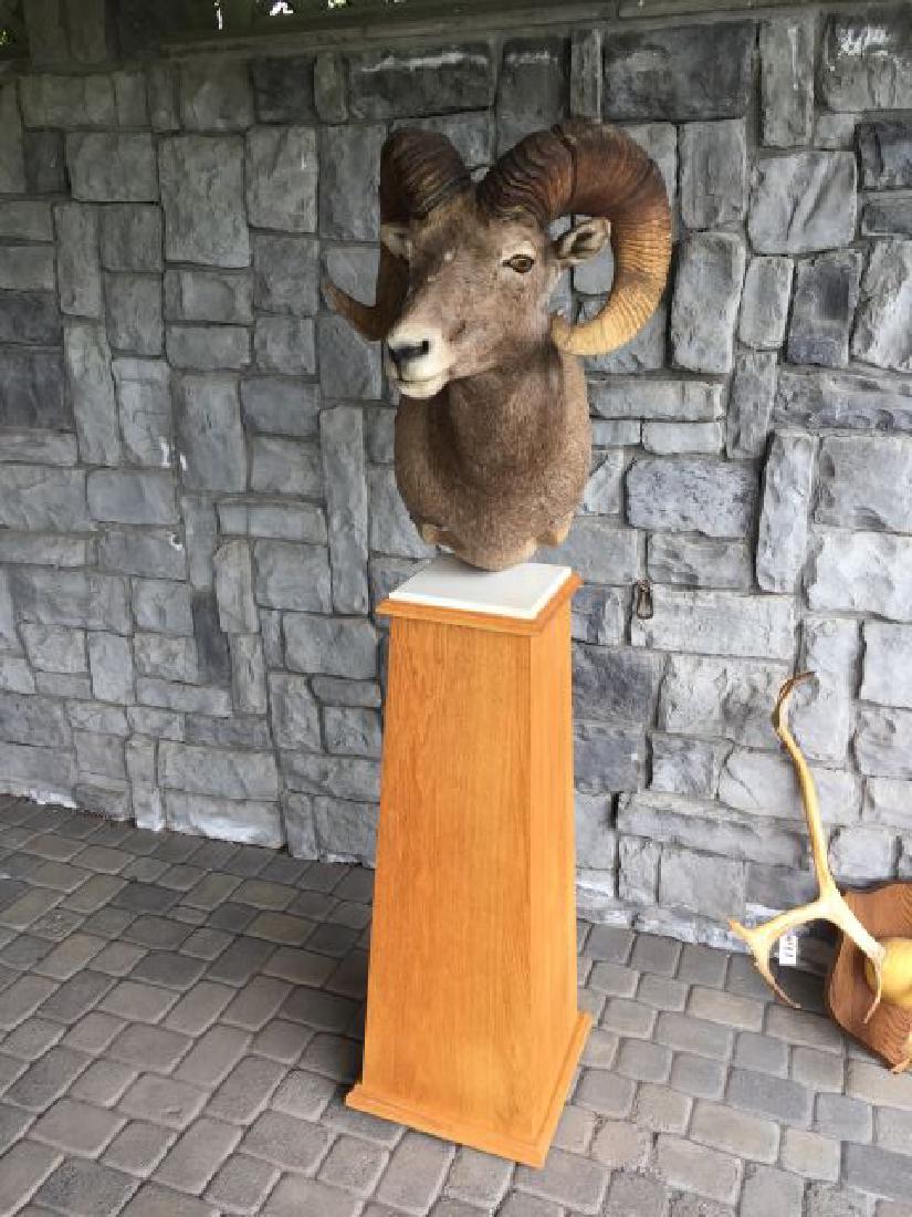 Big Horn Sheep Mounted on Wood Pedestal Base