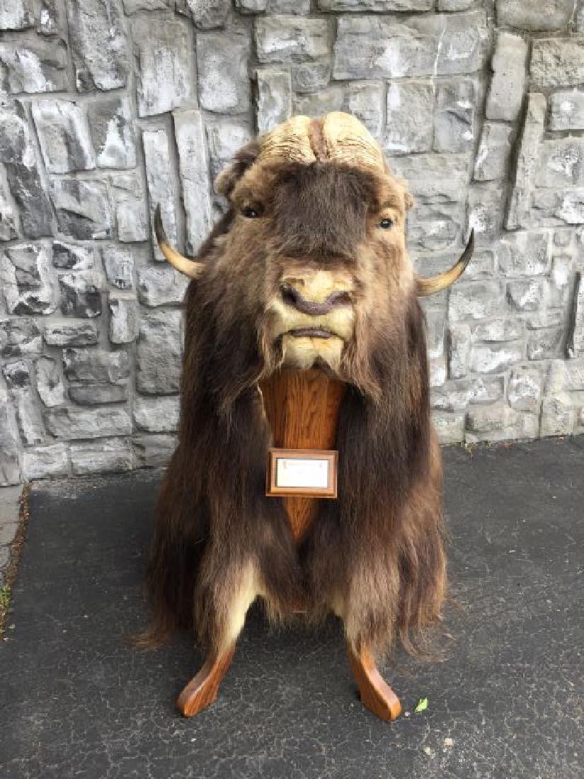 Musk Ox on Oak Base: Musk Ox rug on oak wood base, 42" tall, 24" spread, horns approx. 26" each, taken March 1985, Pine Ridge Taxidermy, Holman Island, North West Territories, 3/85