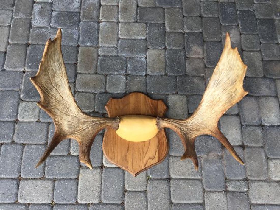 British Columbia Moose Horns: British Columbia Moose Horns, 29" inside spread, 9/94