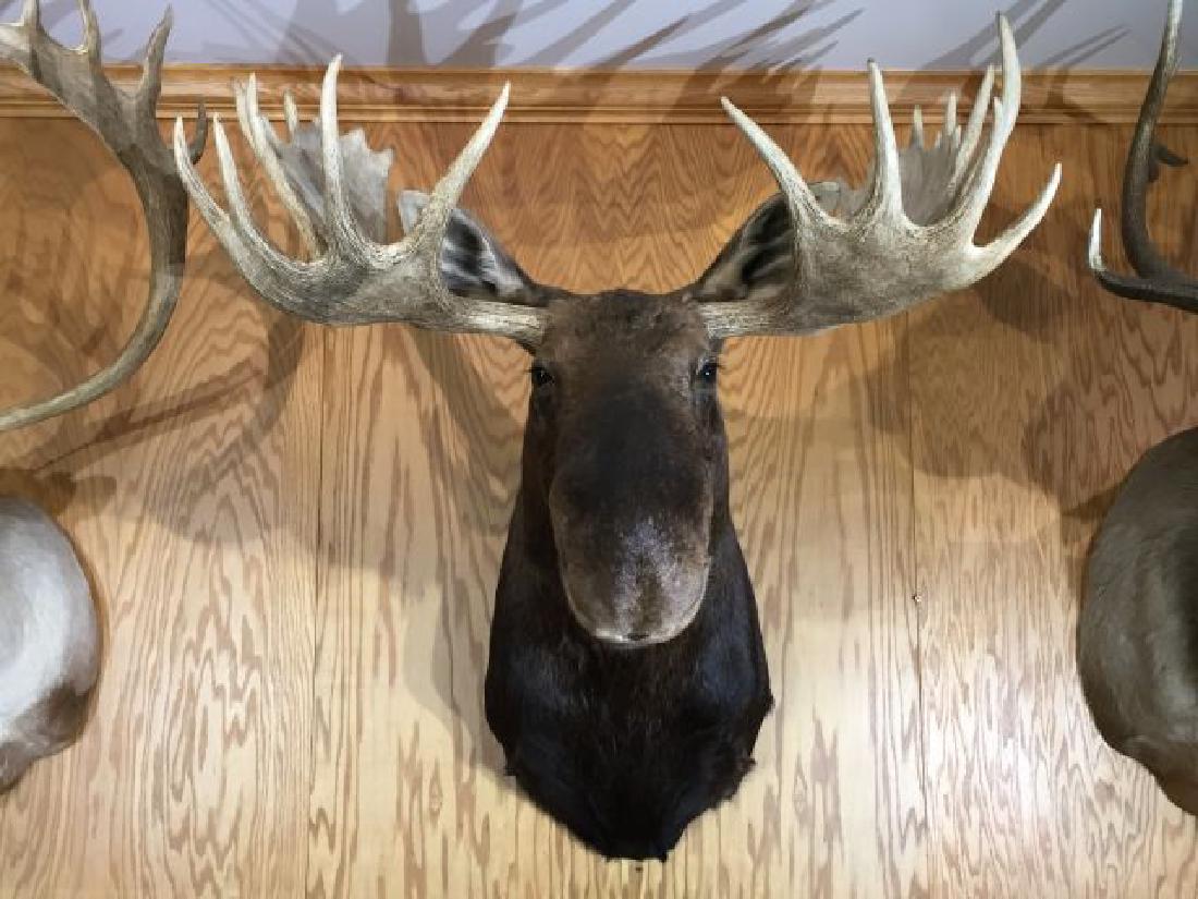 British Columbia Moose Shoulder Wall Mount: British Columbia Moose Shoulder wall Mount, 49" inside spread, 9/94